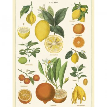 affiche, citrons, Odette et lulu, concept store
