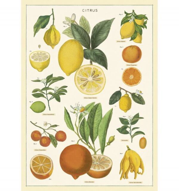 affiche, citrons, Odette et lulu, concept store